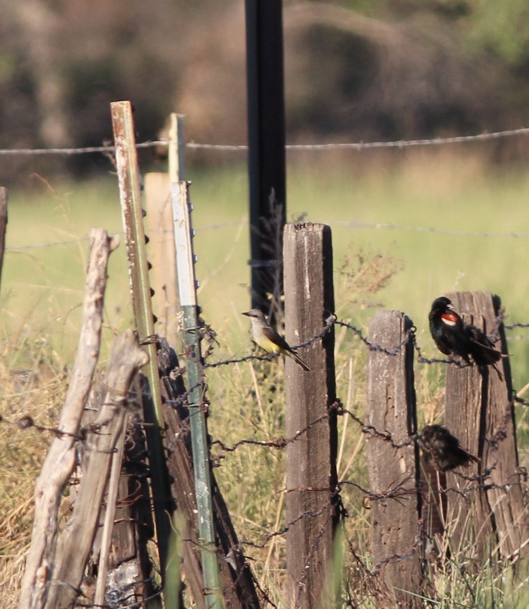 Western Kingbird - ML655056377
