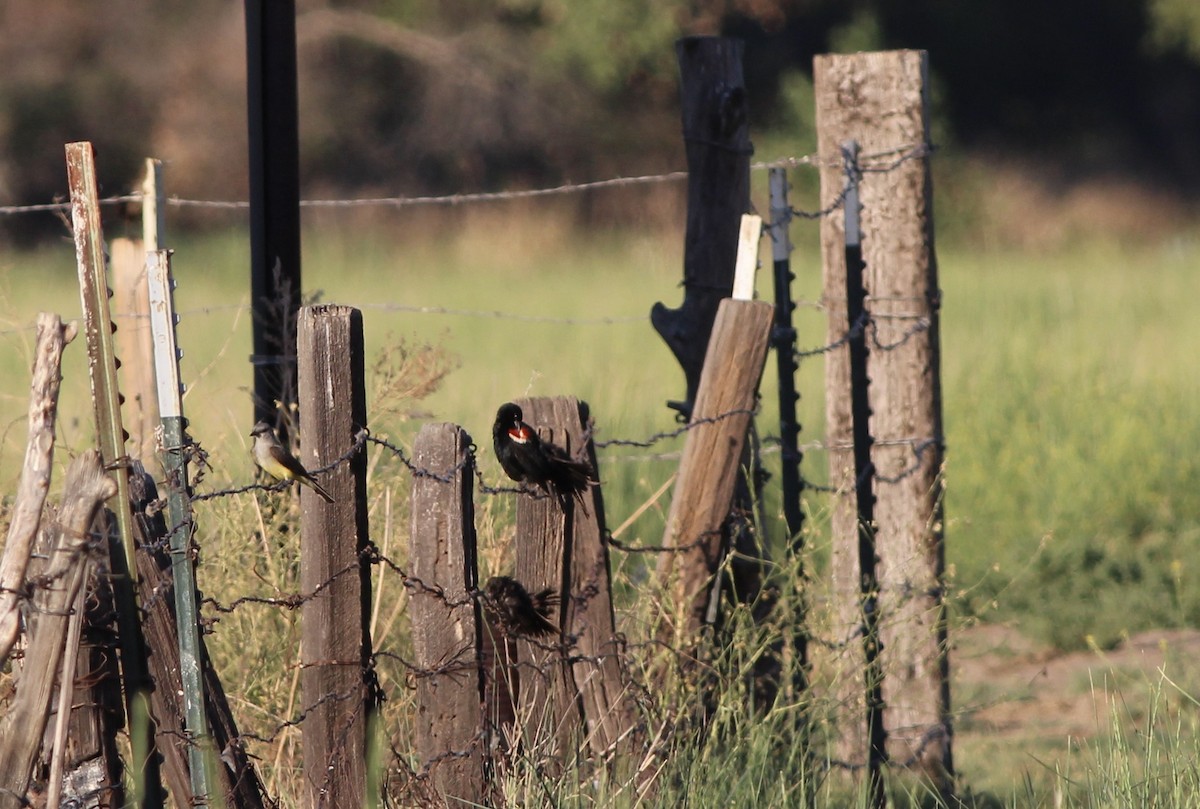 Tricolored Blackbird - ML655056401