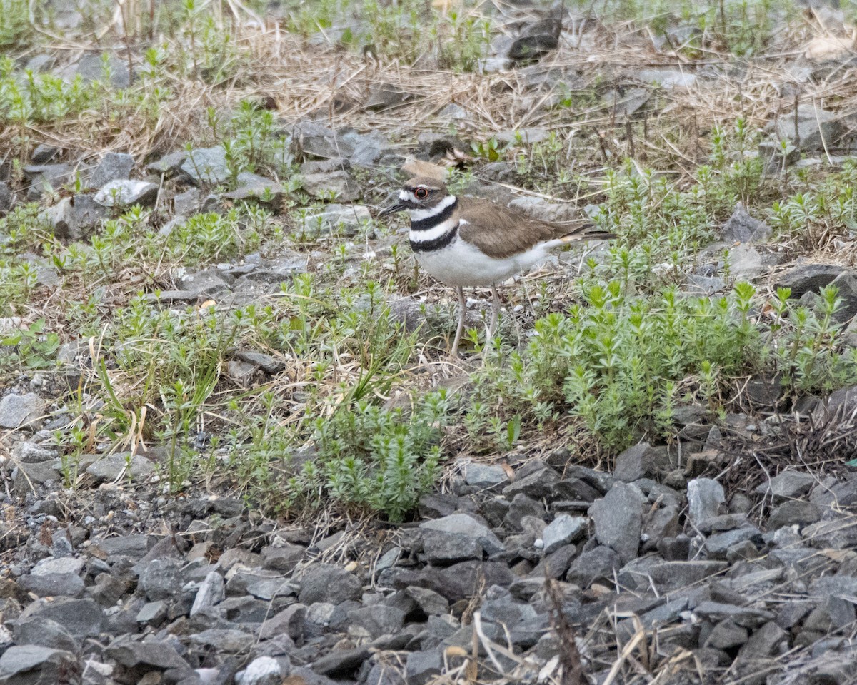 Keilschwanz-Regenpfeifer - ML655056467