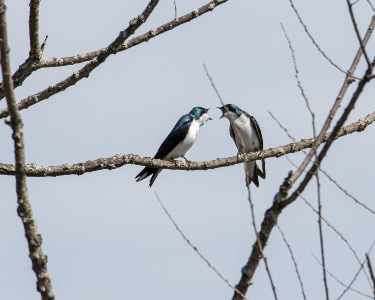 Sumpfschwalbe - ML655056481