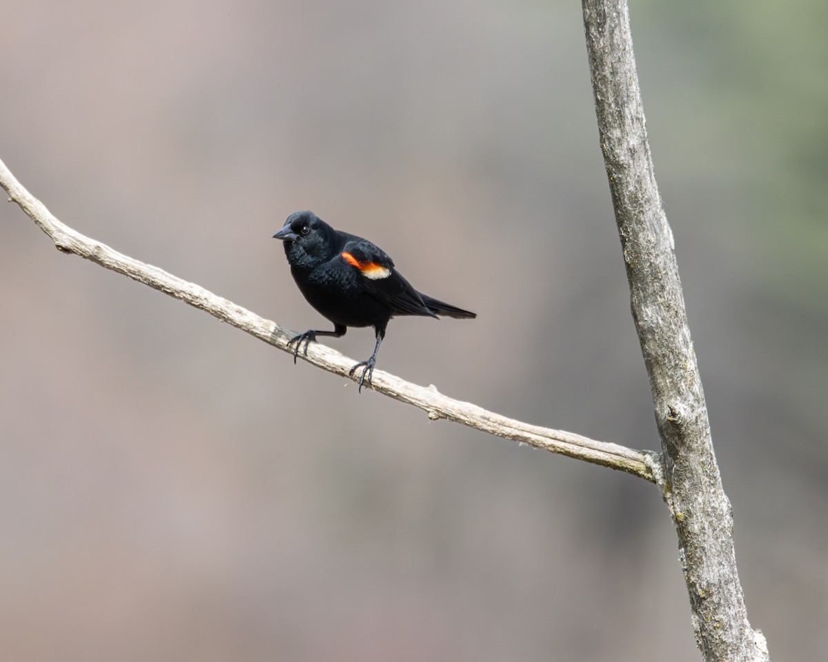 Rotflügelstärling - ML655056492