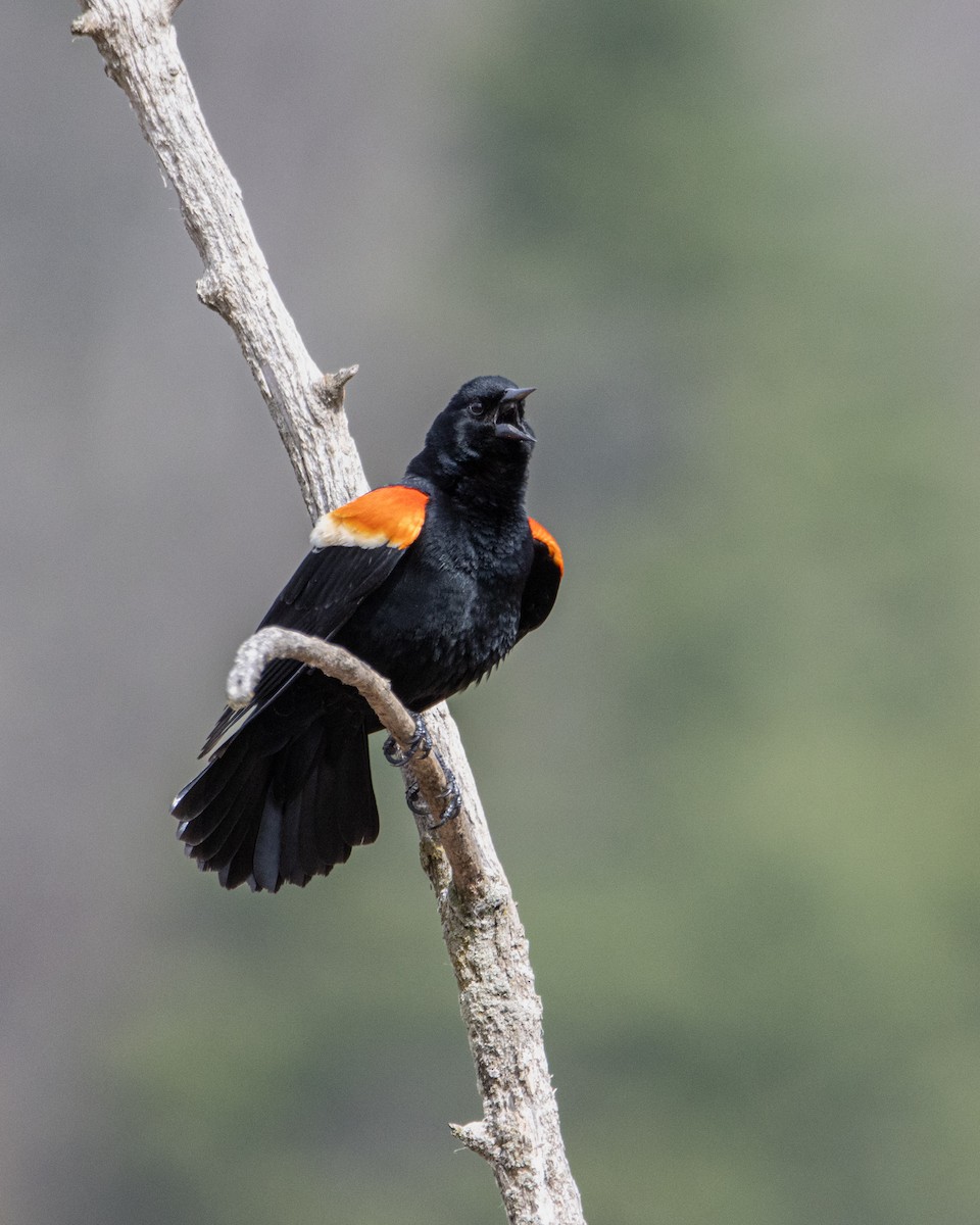 Rotflügelstärling - ML655056493