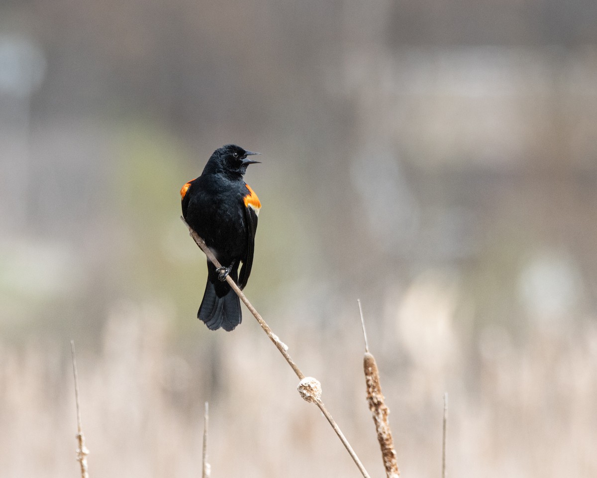 Rotflügelstärling - ML655056494