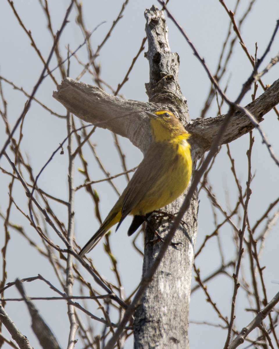 Palmenwaldsänger - ML655056508