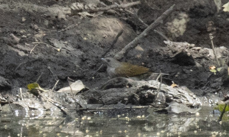 Lesser Honeyguide (Lesser) - ML655056671