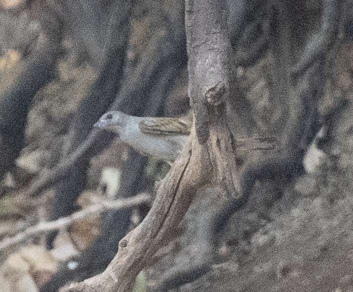 Lesser Honeyguide (Lesser) - ML655056794