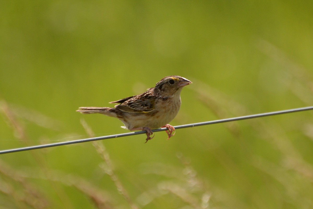 Grasshopper Sparrow - Tom Frankel