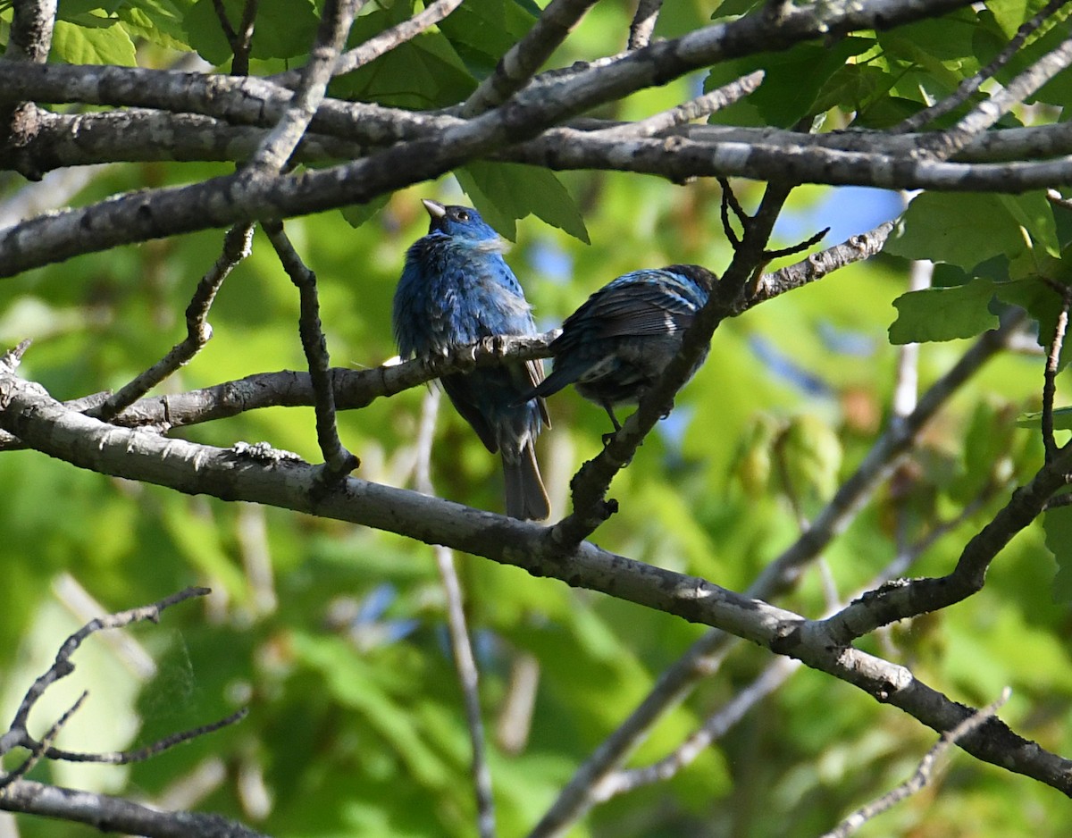 Indigo Bunting - ML655058095