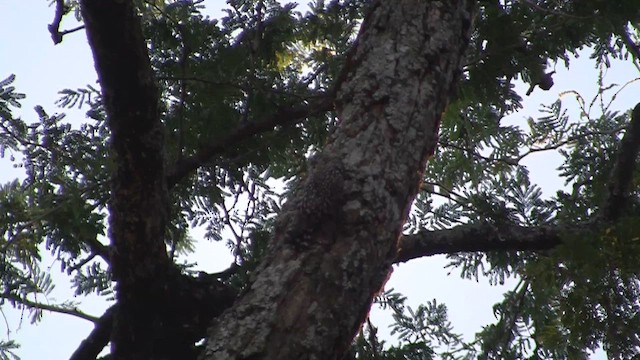 African Spotted Creeper - ML655059525