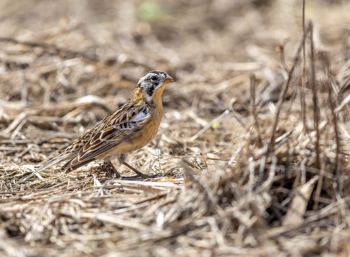 Smith's Longspur - ML655059928