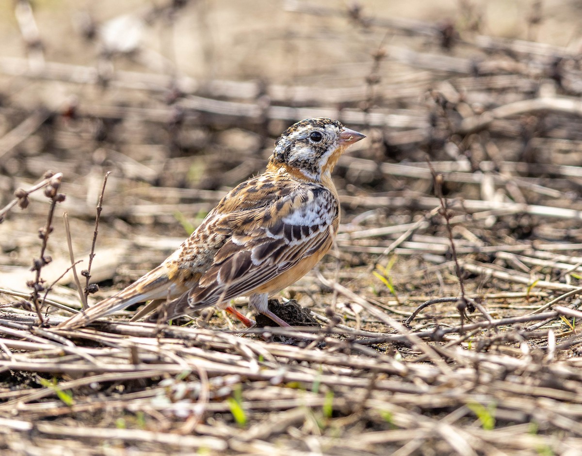 Smith's Longspur - ML655059931