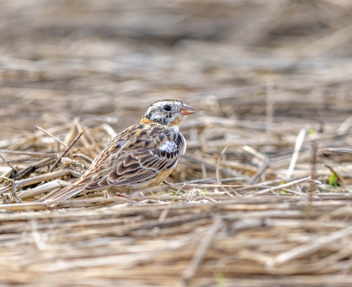 Smith's Longspur - ML655059940