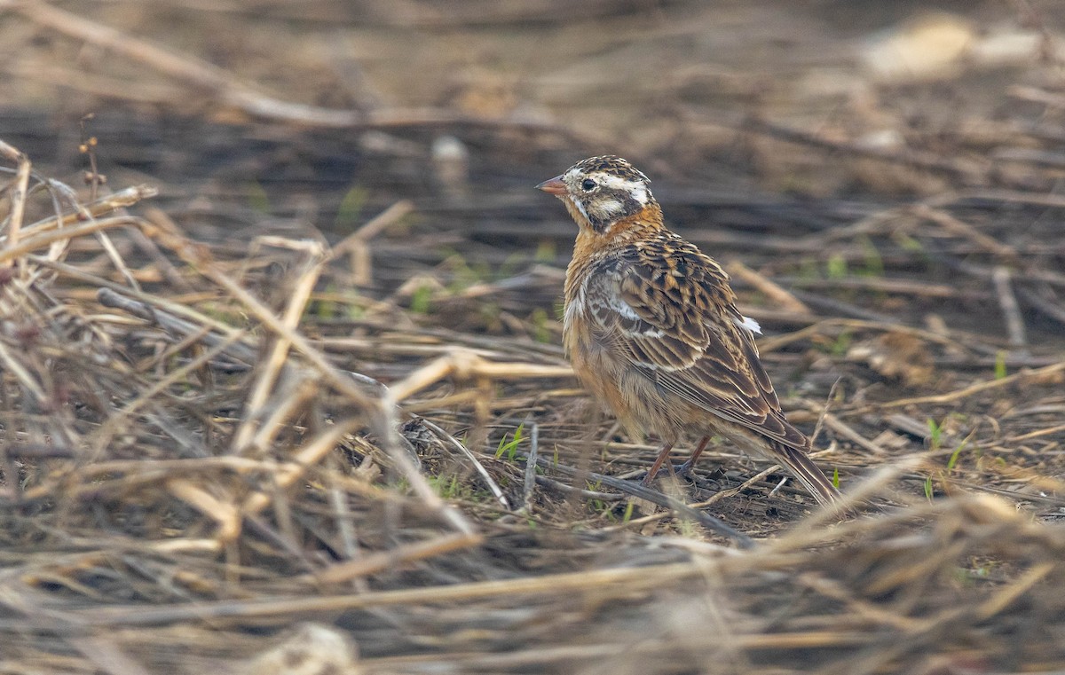 Smith's Longspur - ML655059959