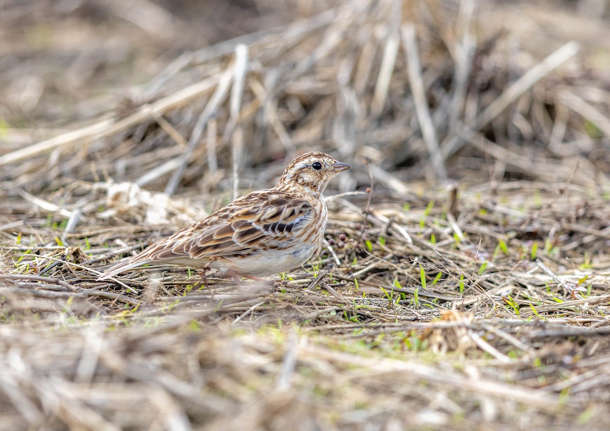 Smith's Longspur - ML655059969