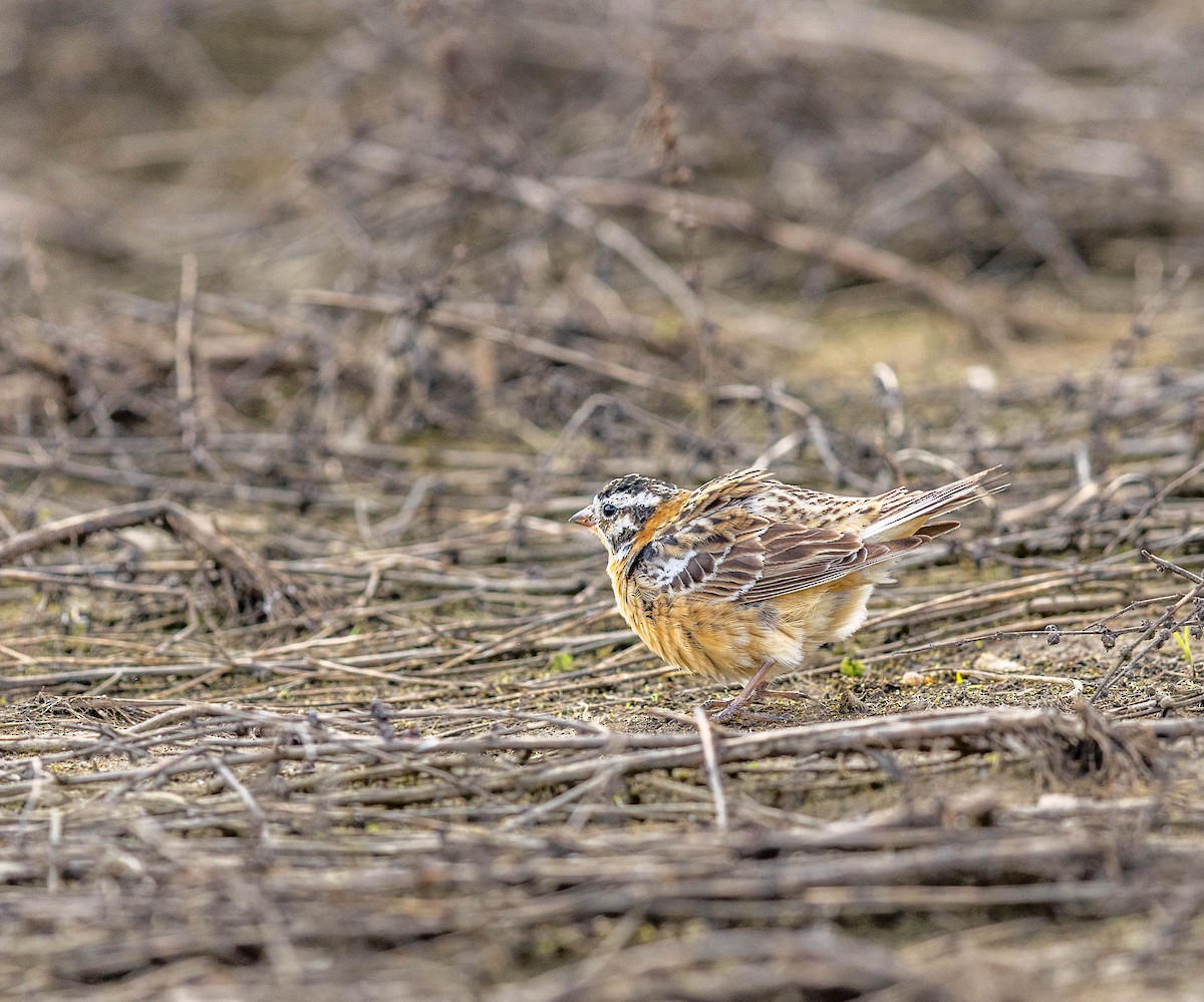Smith's Longspur - ML655059974