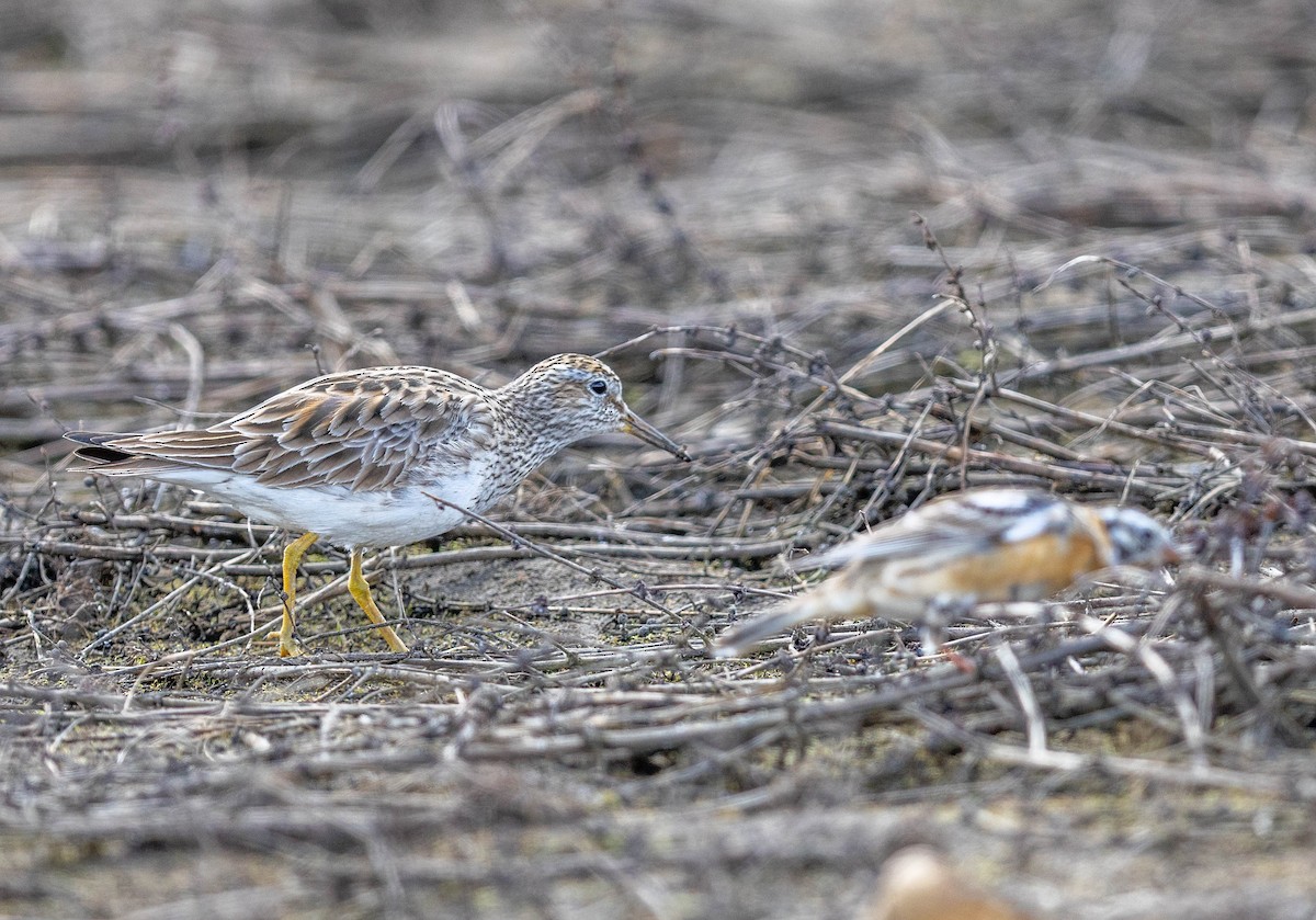 Pectoral Sandpiper - ML655060028