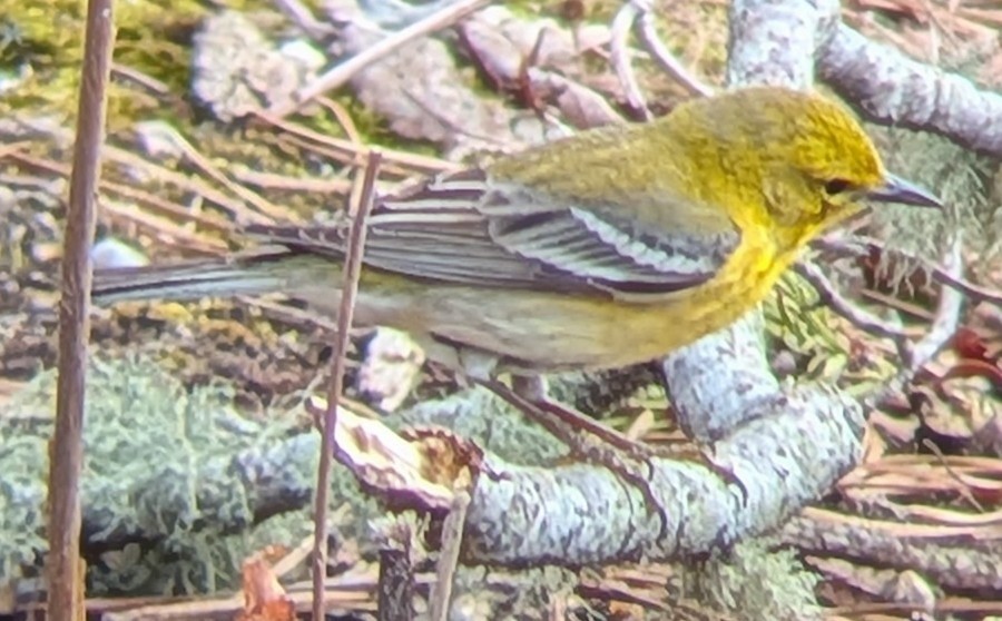 Pine Warbler - ML655060239
