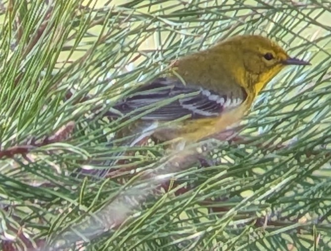 Pine Warbler - ML655060261
