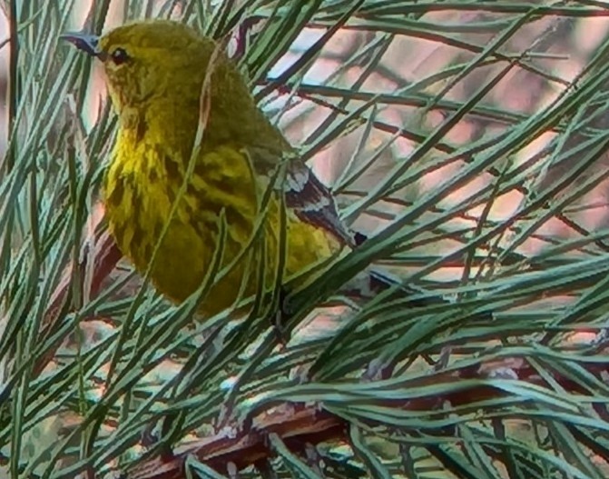 Pine Warbler - ML655060269