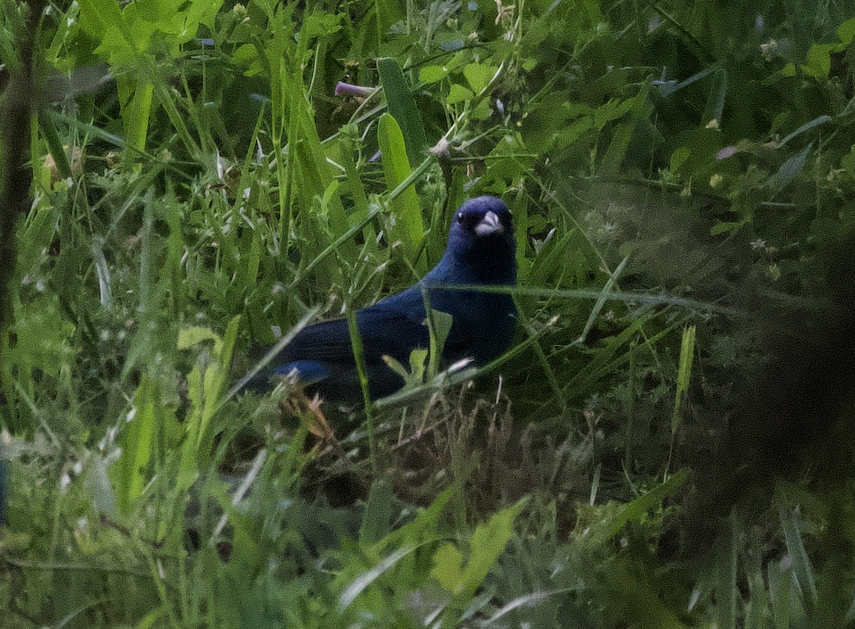 Indigo Bunting - ML655060479
