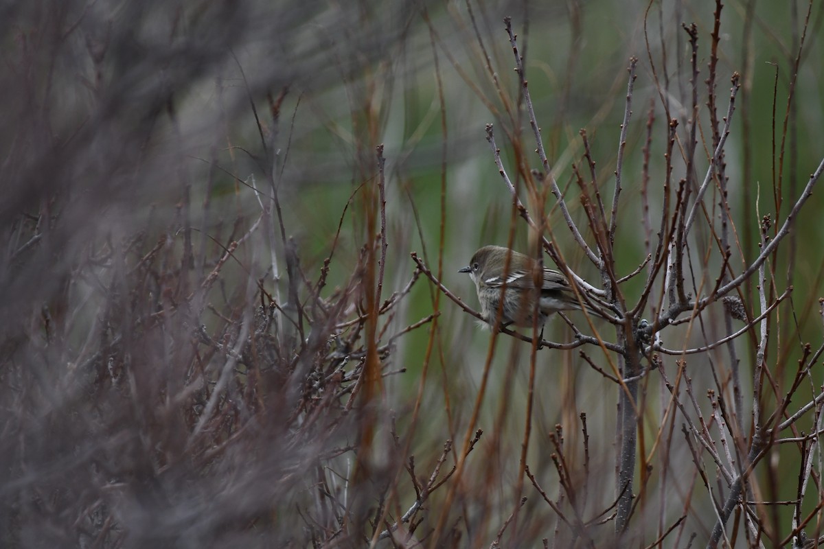 Pine Warbler - ML655060641