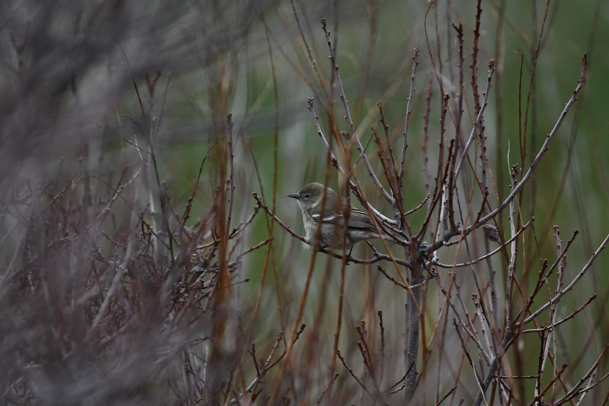 Pine Warbler - ML655060643
