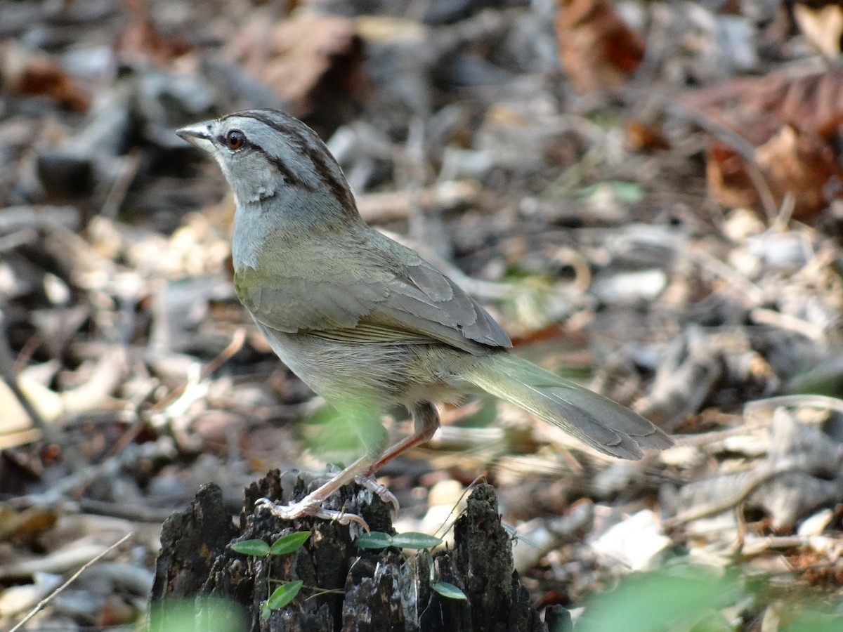 Olive Sparrow - ML65506091