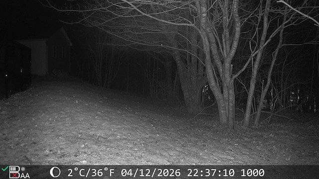 Barred Owl - ML655060910