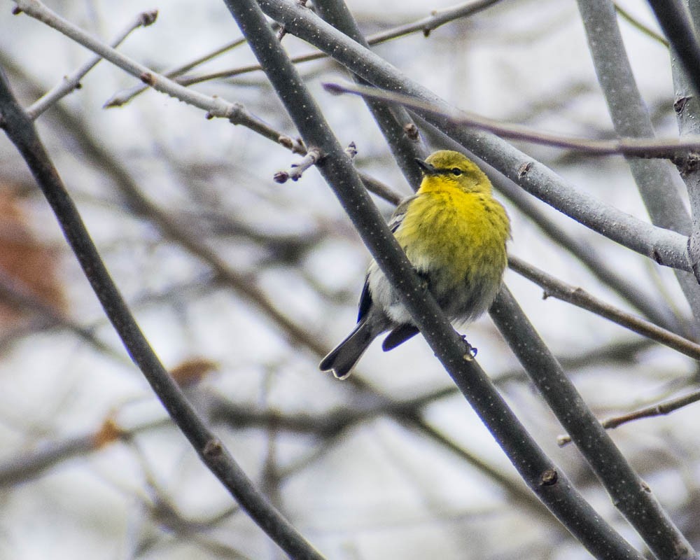 Pine Warbler - ML655060920