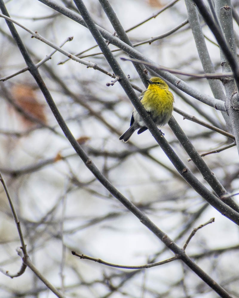 Pine Warbler - ML655061019