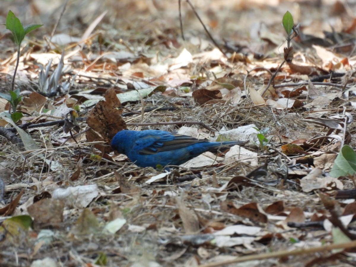 Indigo Bunting - ML655061124