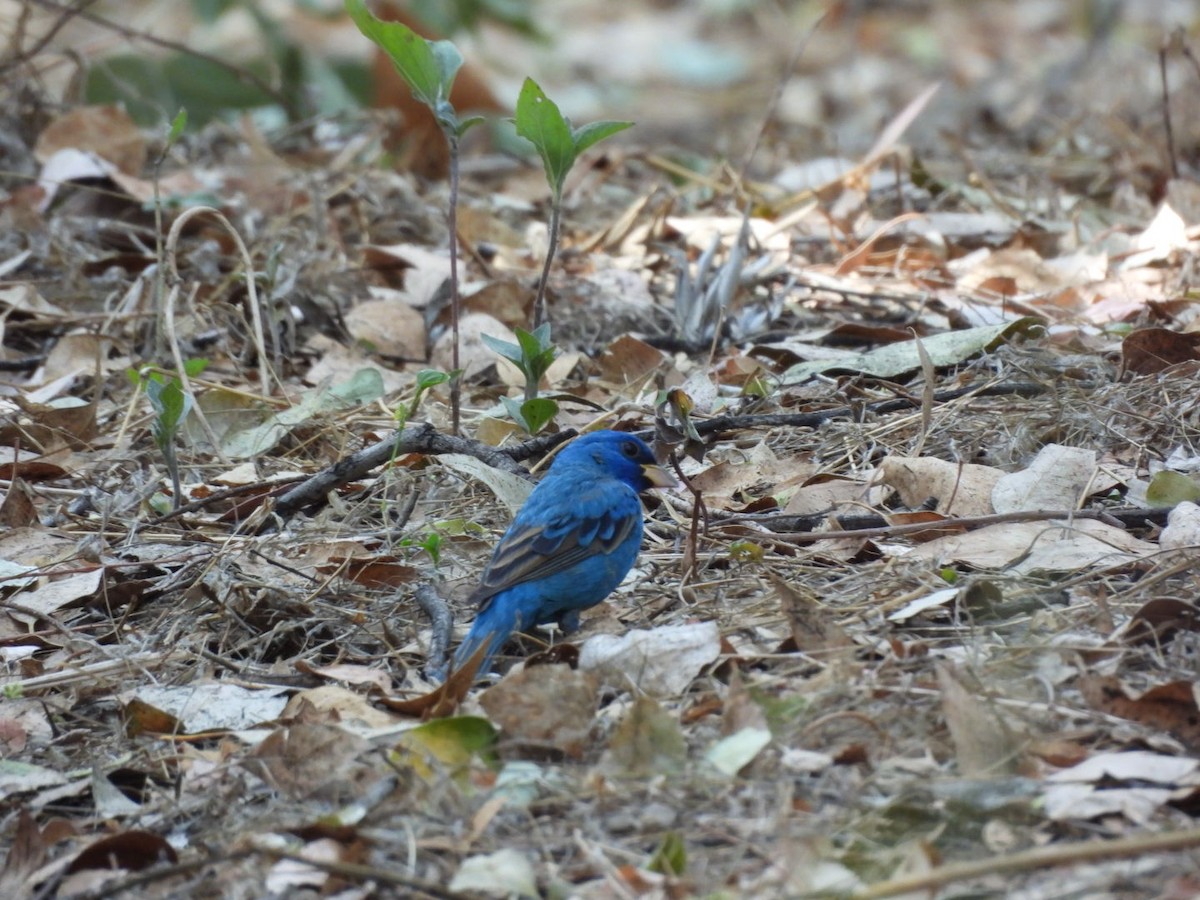 Indigo Bunting - ML655061125