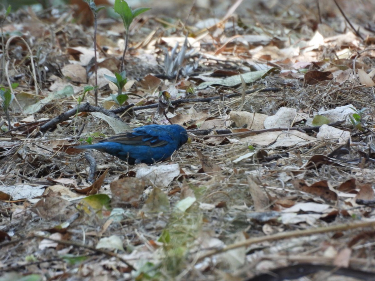 Indigo Bunting - ML655061126