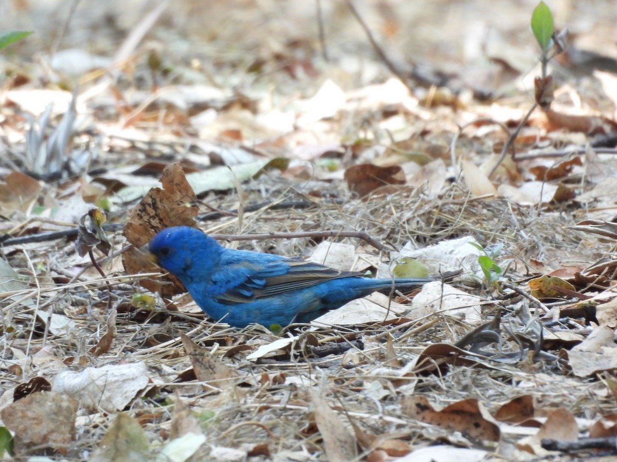 Indigo Bunting - ML655061127