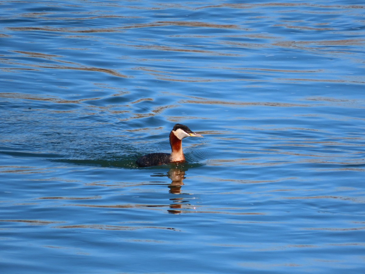 Пірникоза сірощока - ML655061133