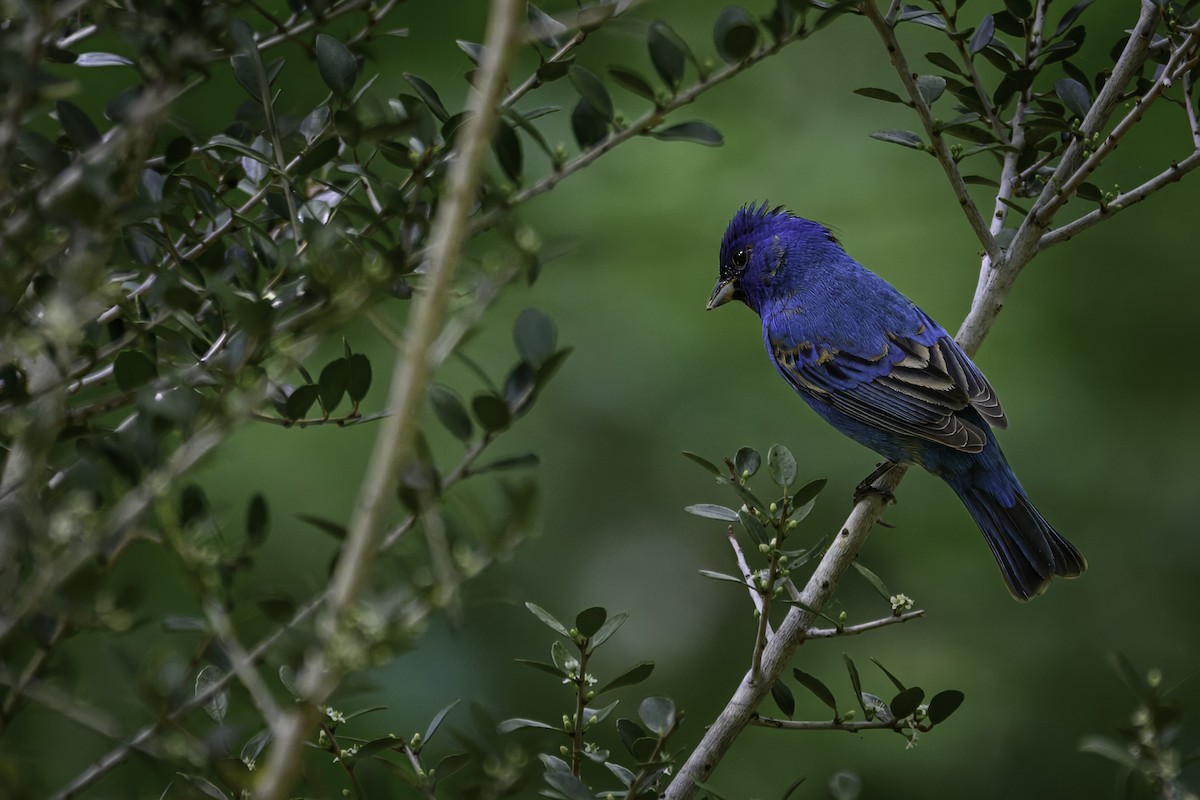 Indigo Bunting - ML655061205