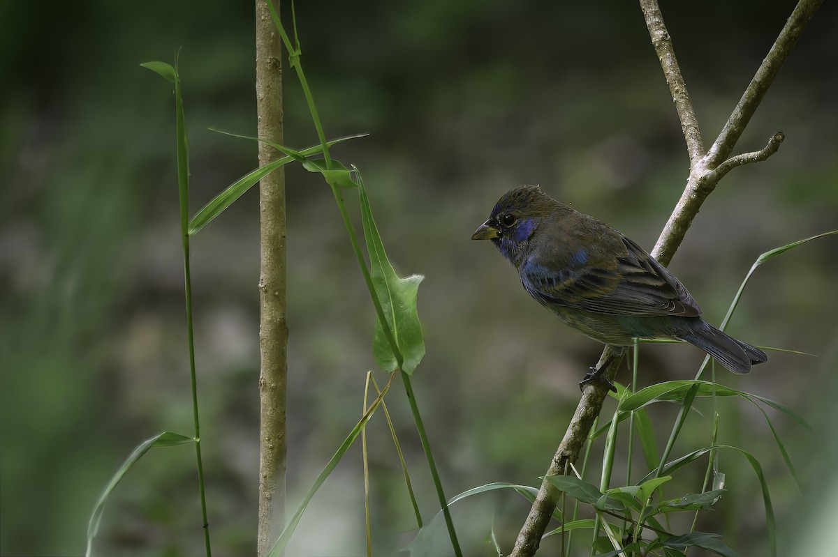 Indigo Bunting - ML655061206