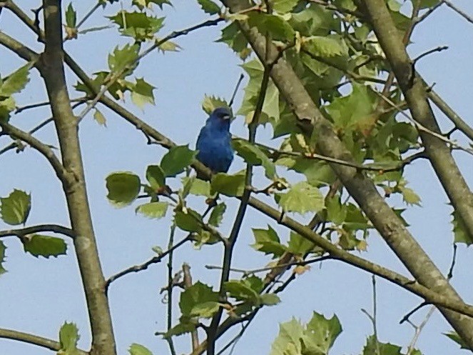 Indigo Bunting - ML655061263