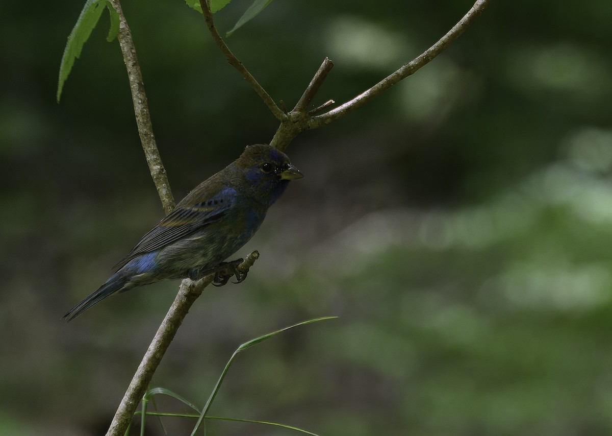 Indigo Bunting - ML655061405