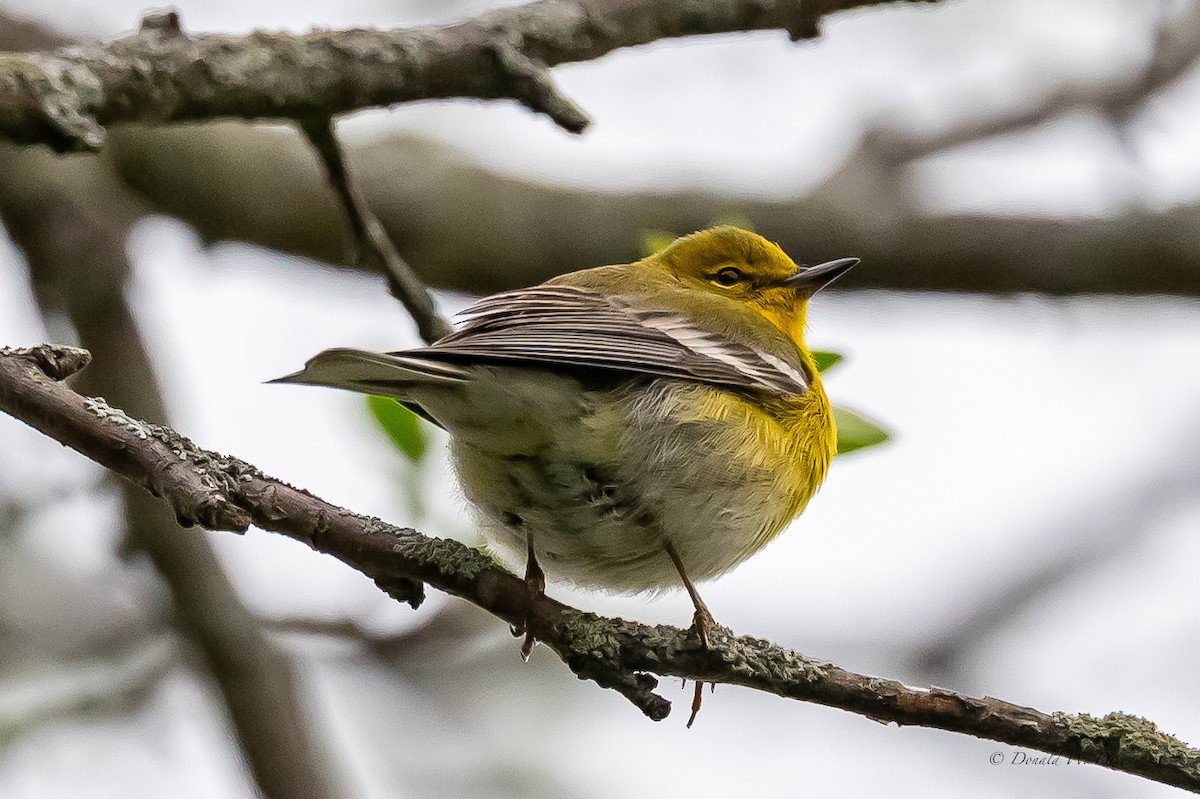 Pine Warbler - ML655061801