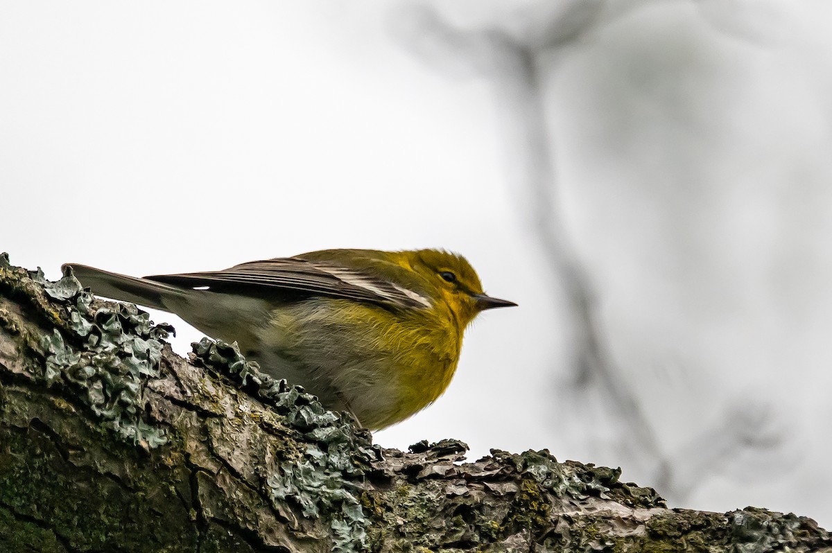 Pine Warbler - ML655061802