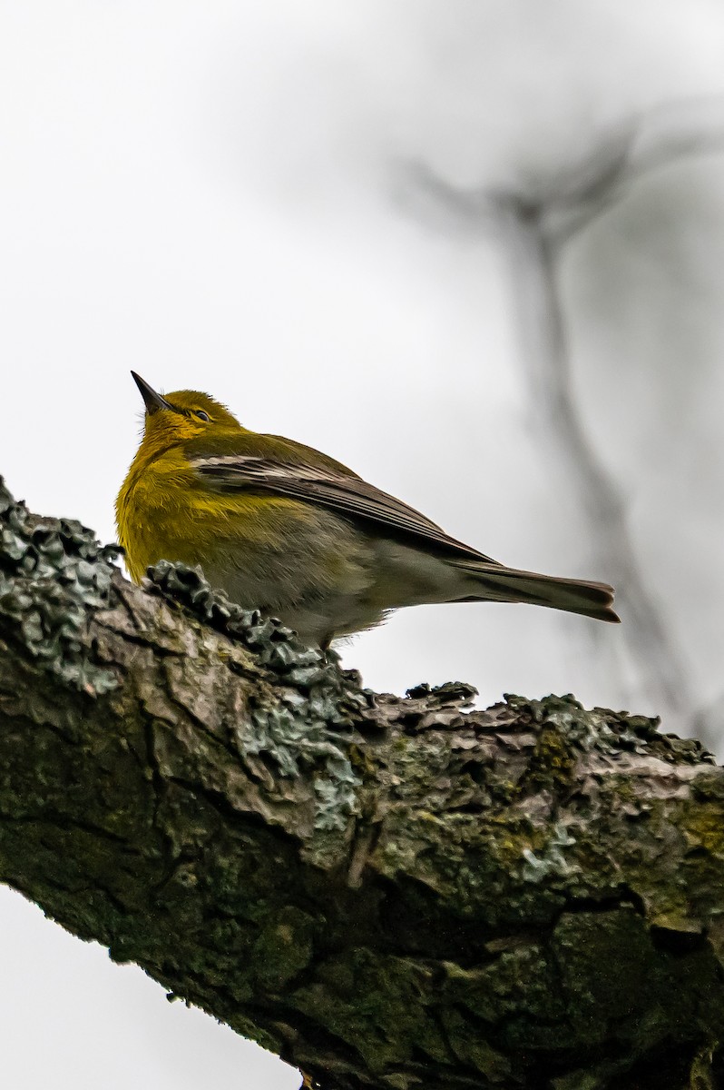 Pine Warbler - ML655061827