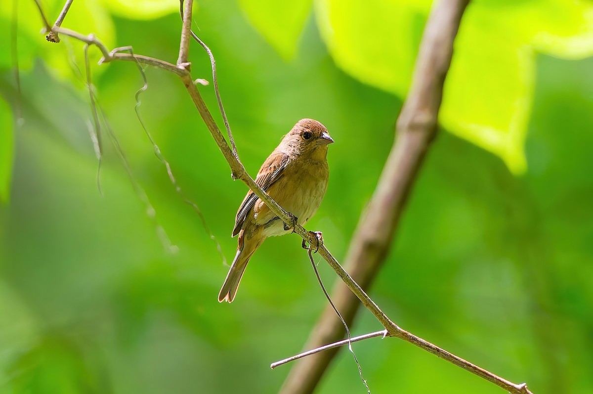 Indigo Bunting - ML655061867