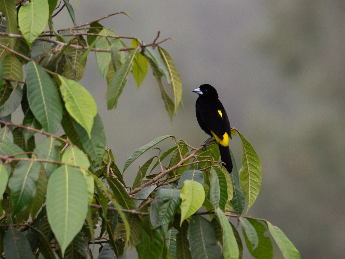 Flame-rumped Tanager - ML655061963