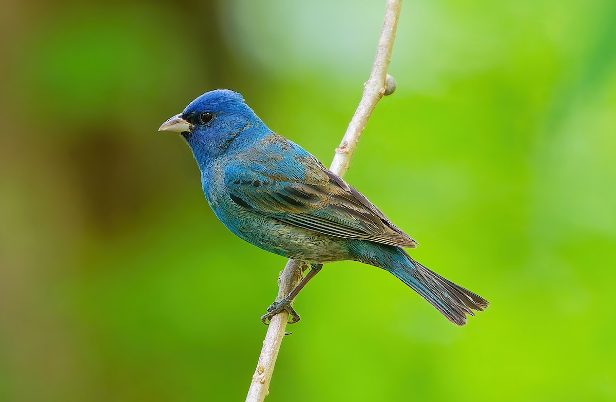 Indigo Bunting - ML655062048