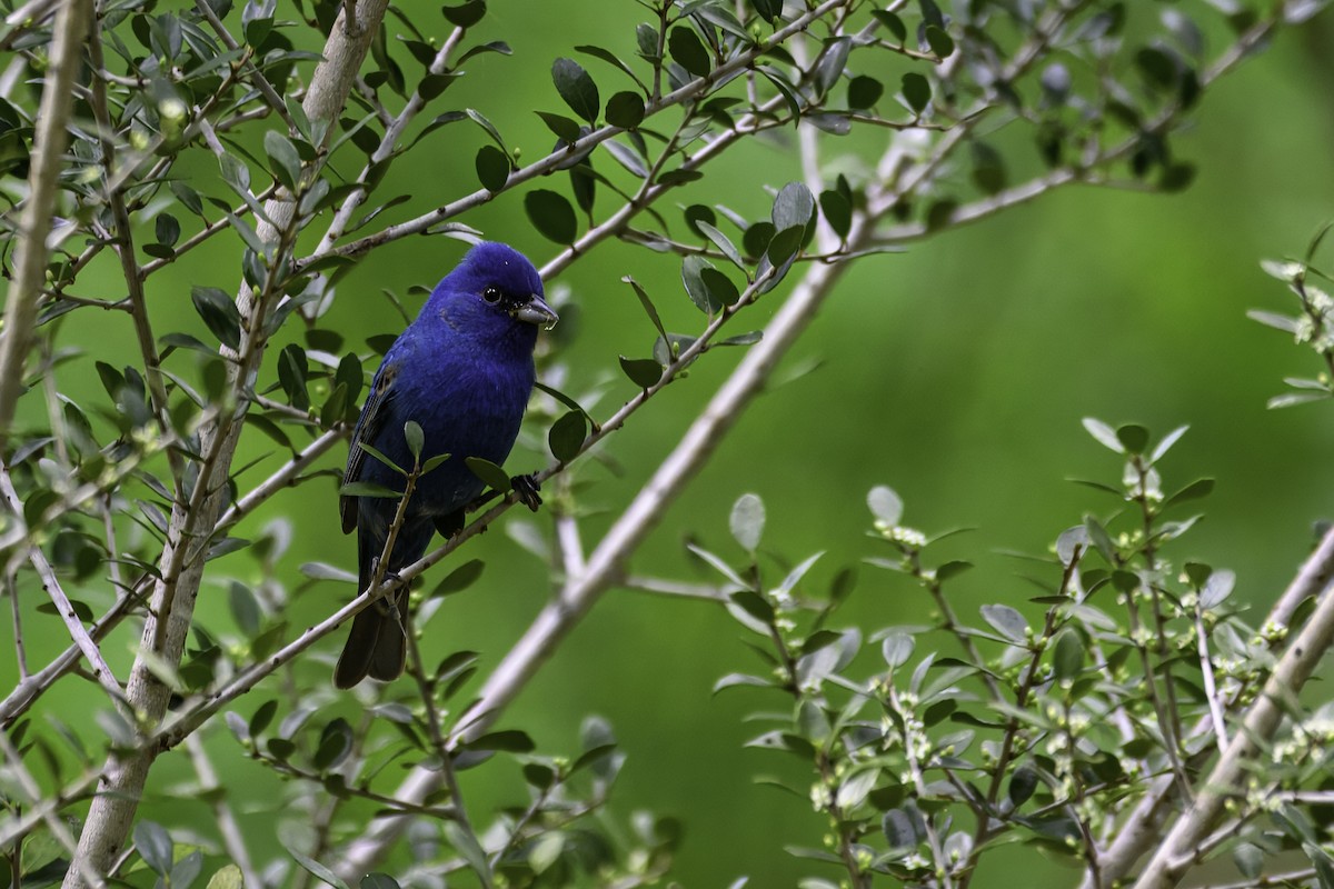 Indigo Bunting - ML655062261