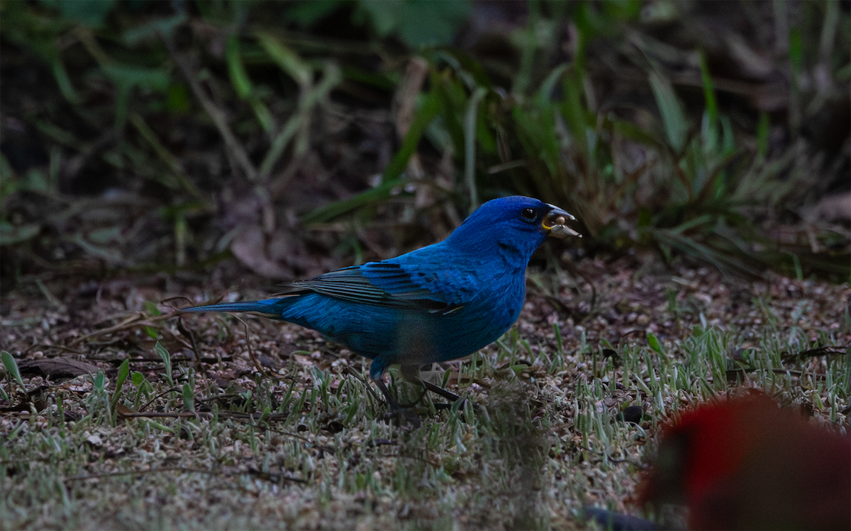 Indigo Bunting - ML655062778