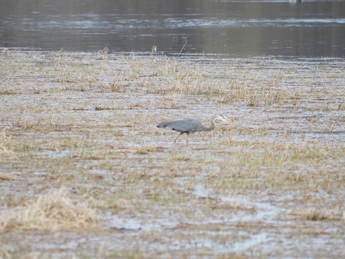 eBird Checklist - 15 Apr 2026 - 180th St. Marsh (Marshall's Marsh) - 15 ...