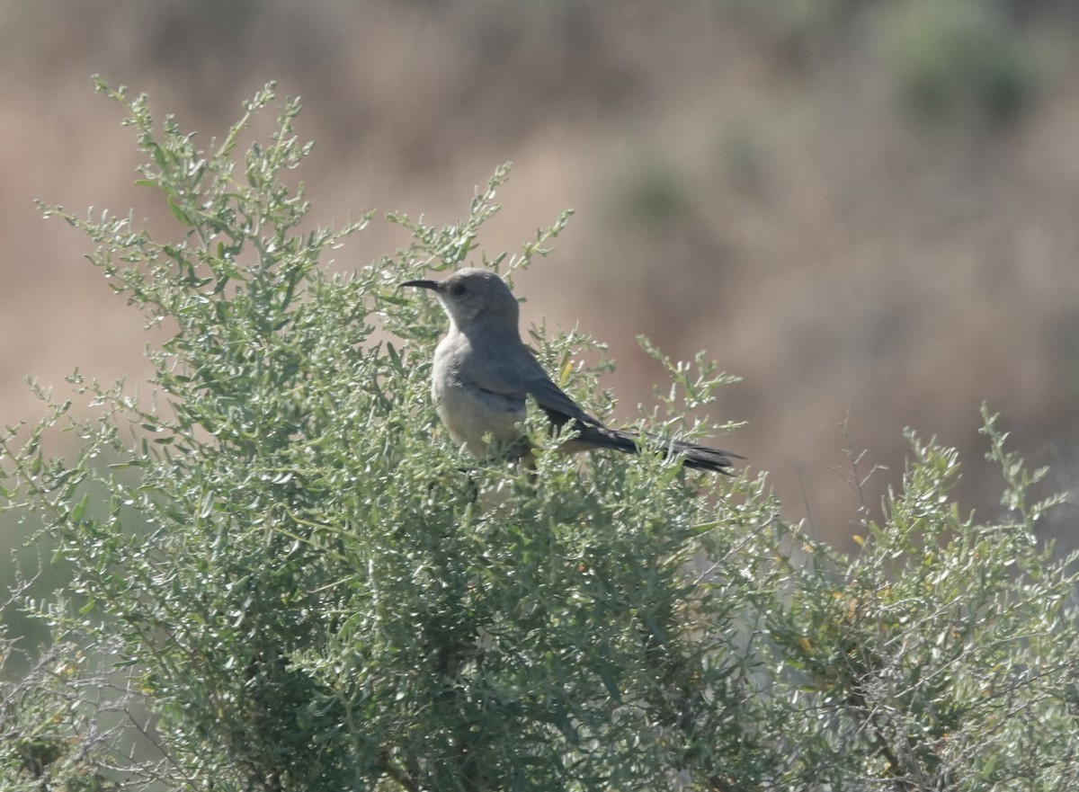 LeConte's Thrasher - ML655062823