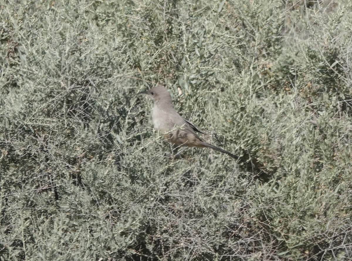 LeConte's Thrasher - ML655062824